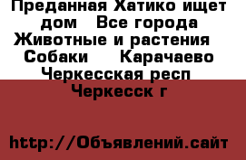 Преданная Хатико ищет дом - Все города Животные и растения » Собаки   . Карачаево-Черкесская респ.,Черкесск г.